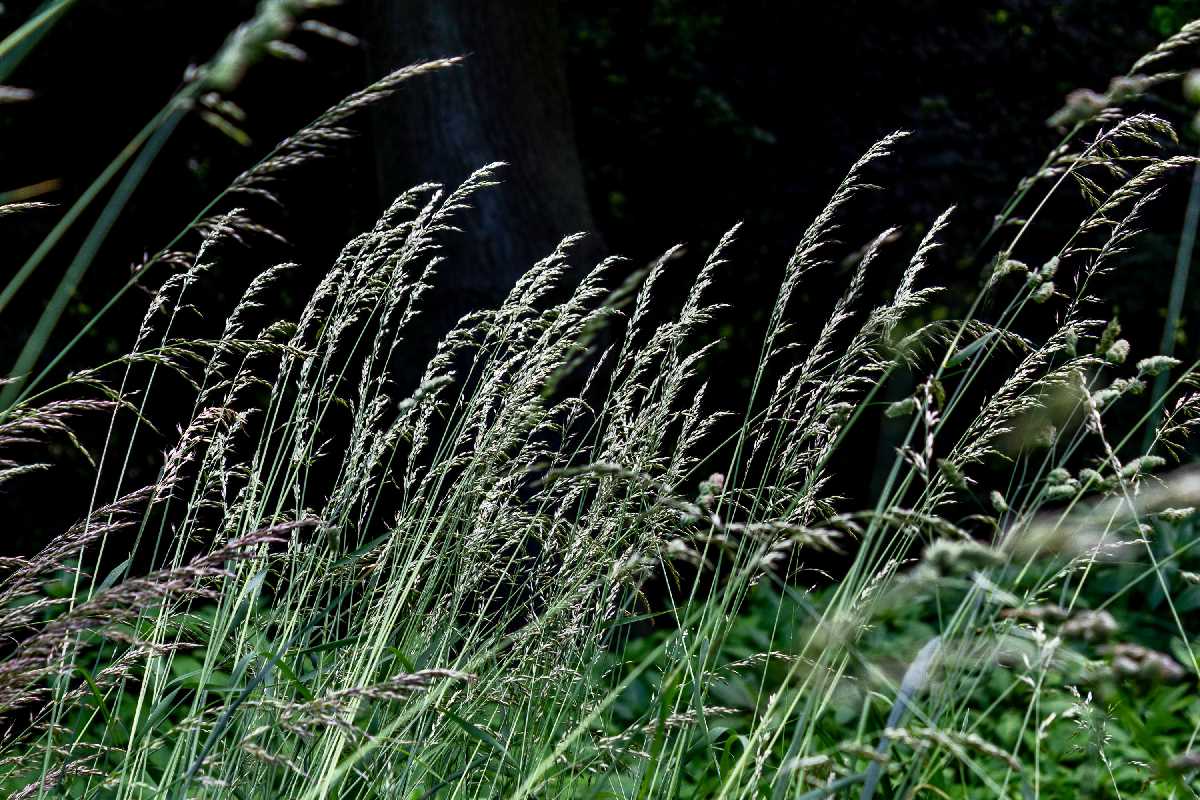 Grasses at Highbury Park